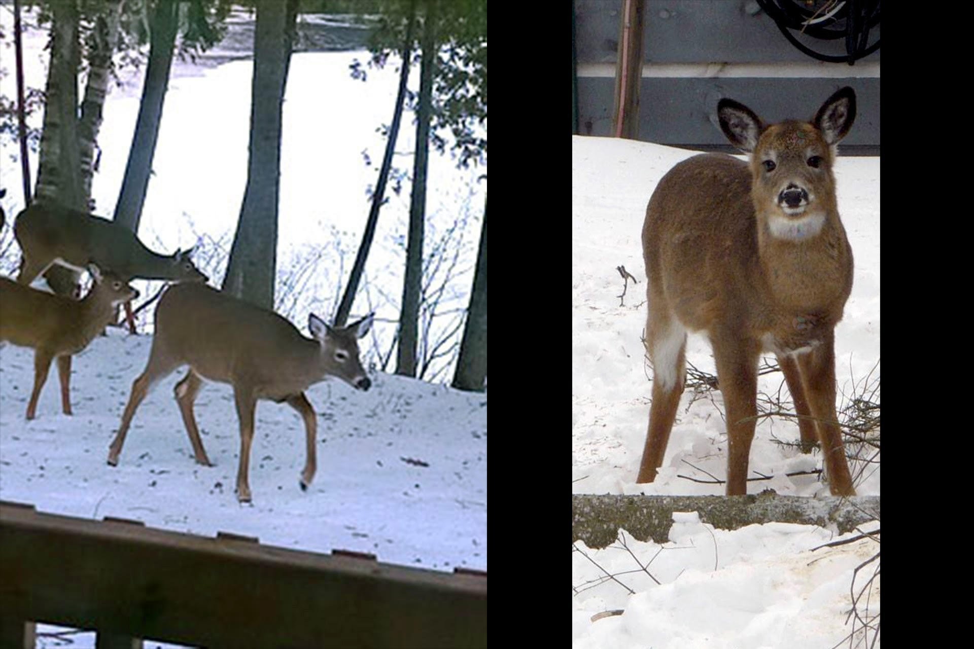 Extérieur - 218Z Ch. Potvin, Duhamel, QC - Outdoor