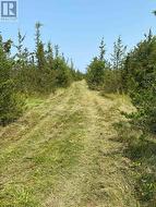 Laneway to back of property - 