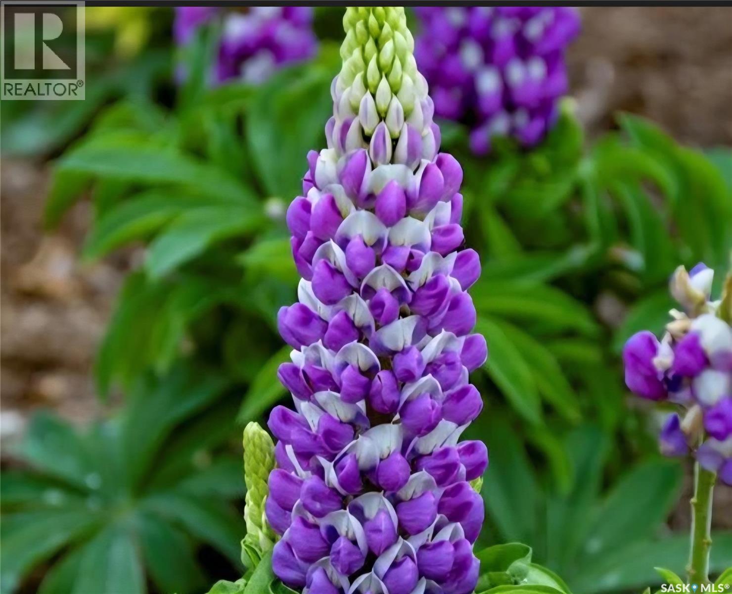 1011 Taylor Street E, Saskatoon, SK - Outdoor