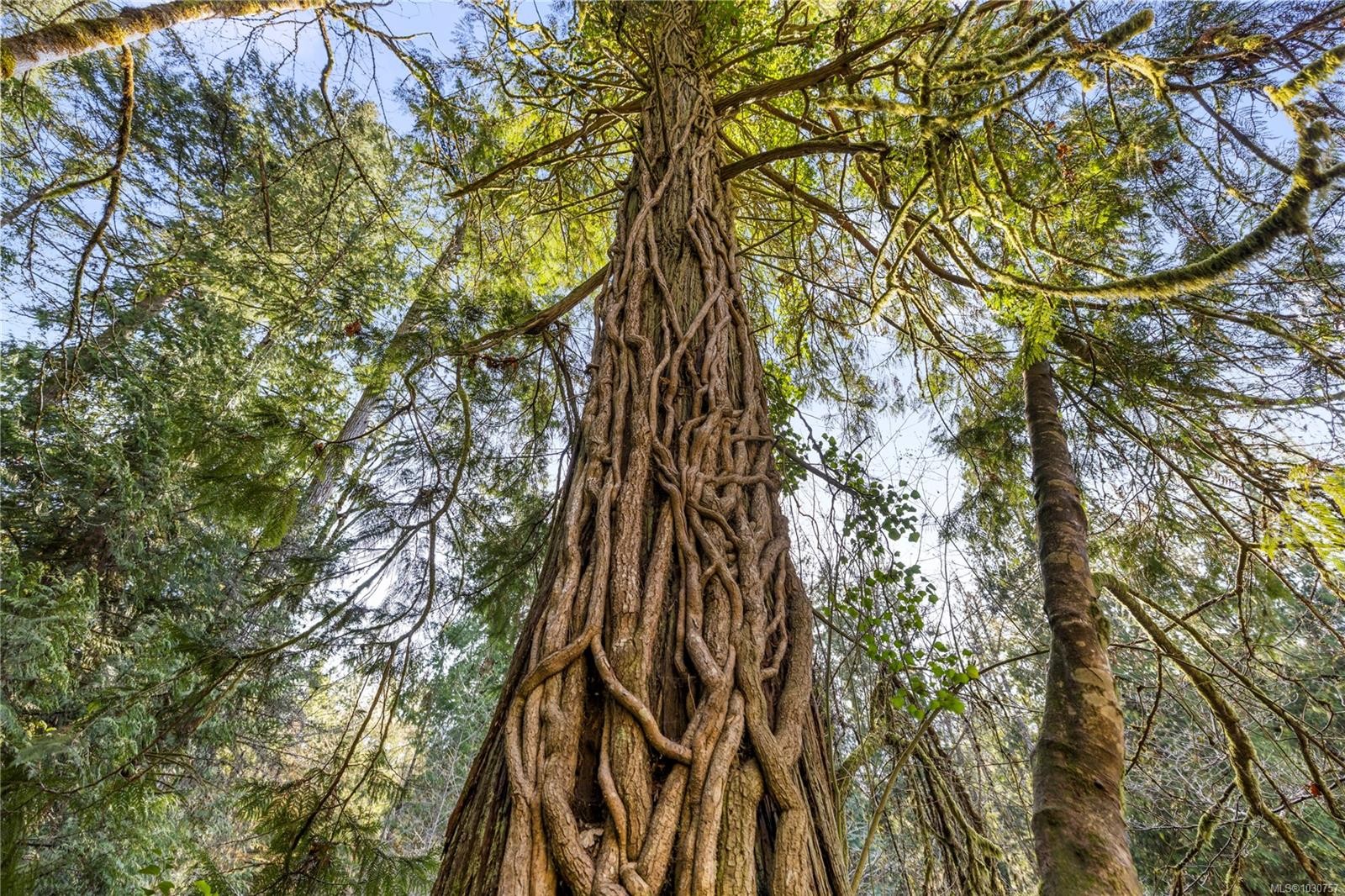 13475 Cedar Rd, Ladysmith, BC