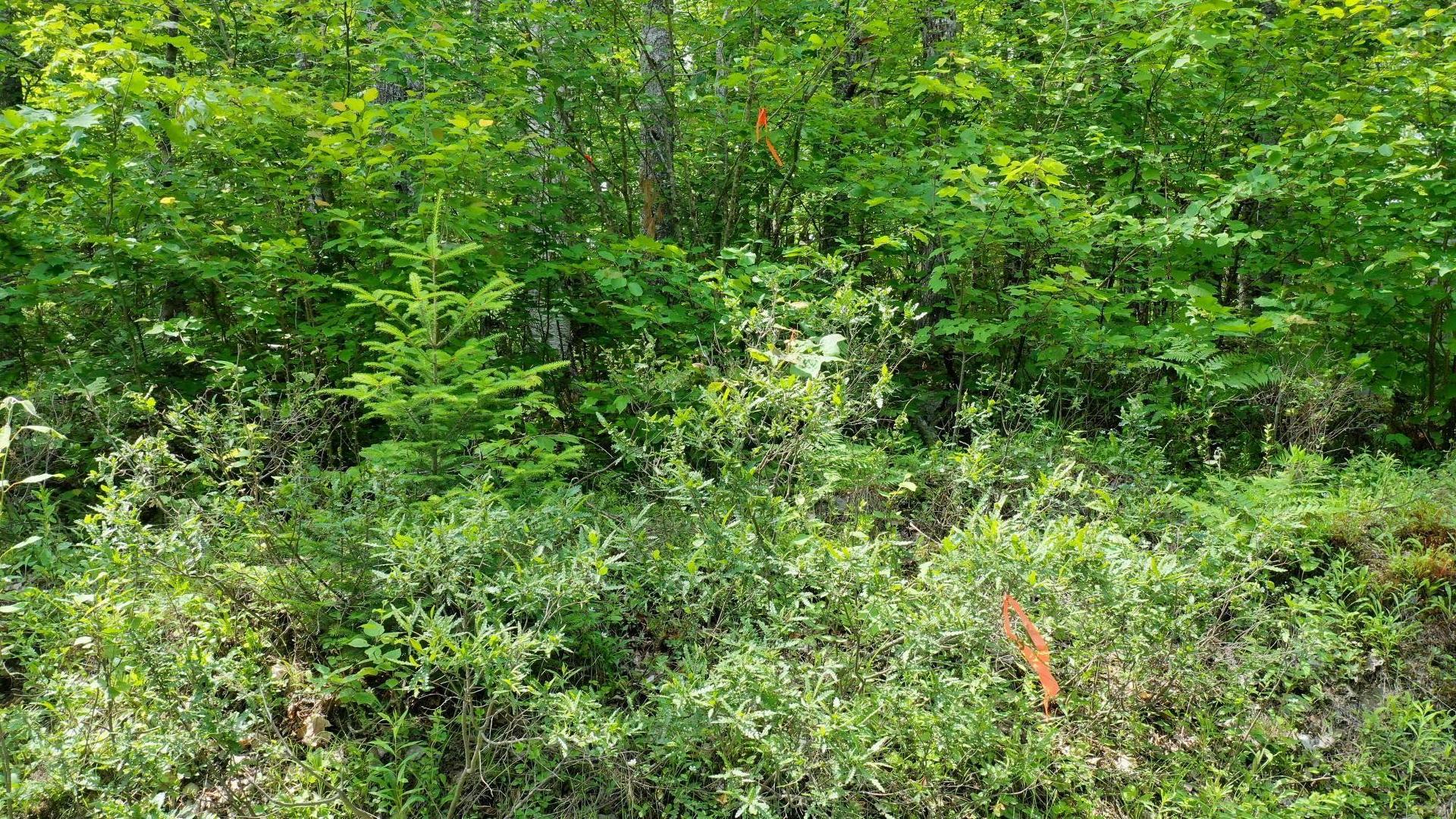 Lot 71 Baker Pt Road, Molega, NS