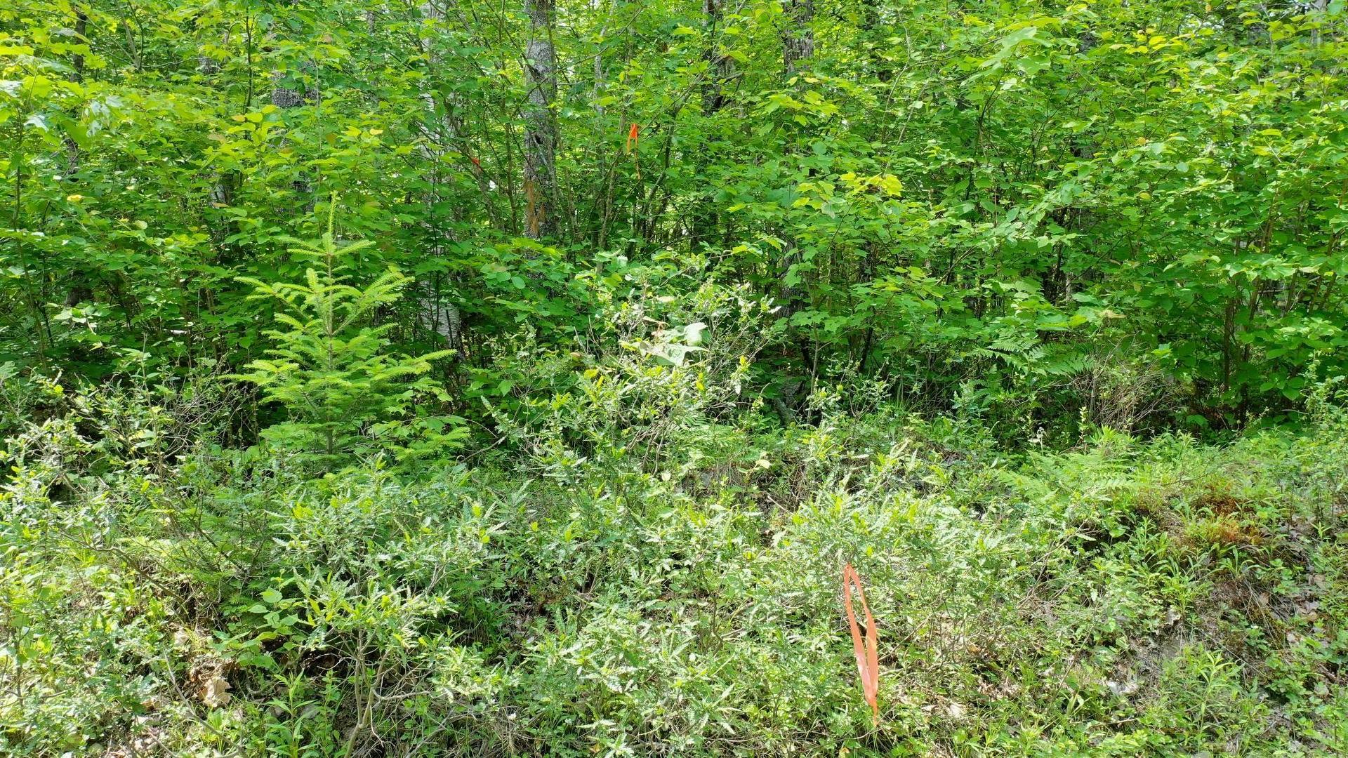 Lot 71 Baker Pt Road, Molega, NS