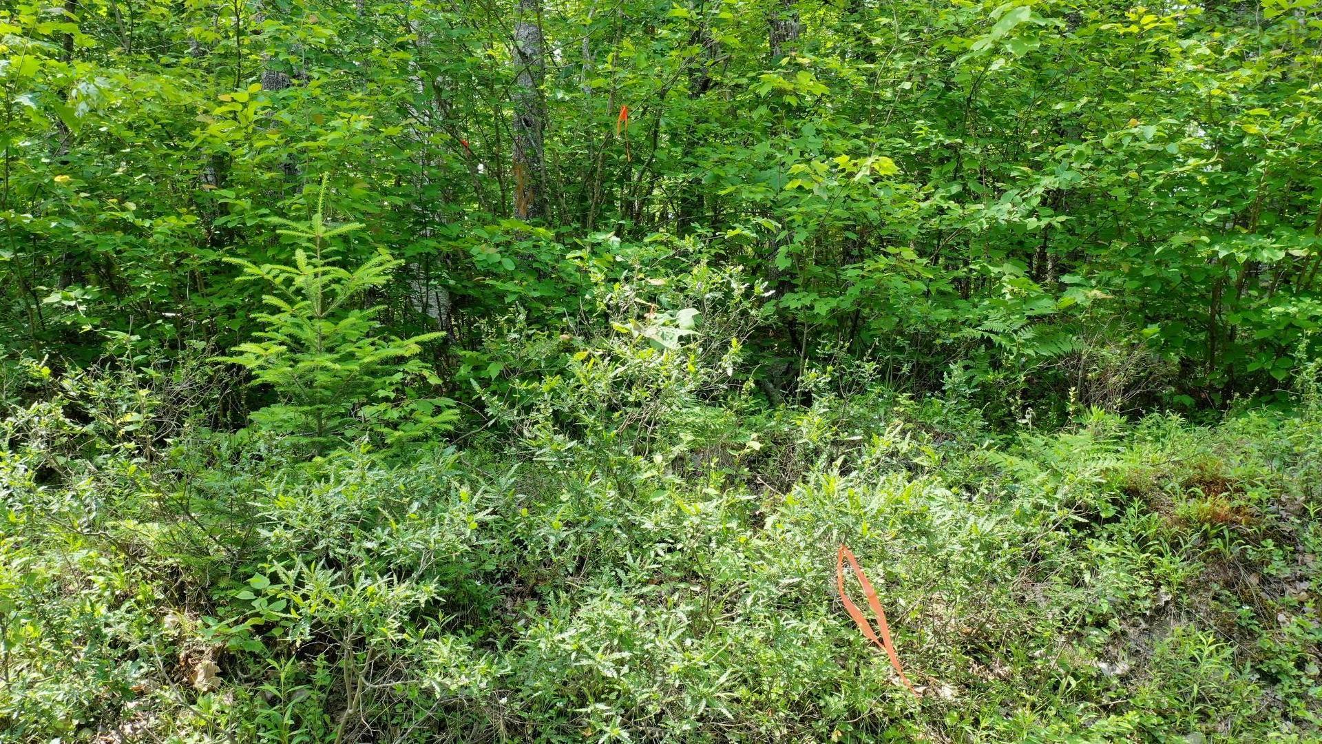Lot 71 Baker Pt Road, Molega, NS