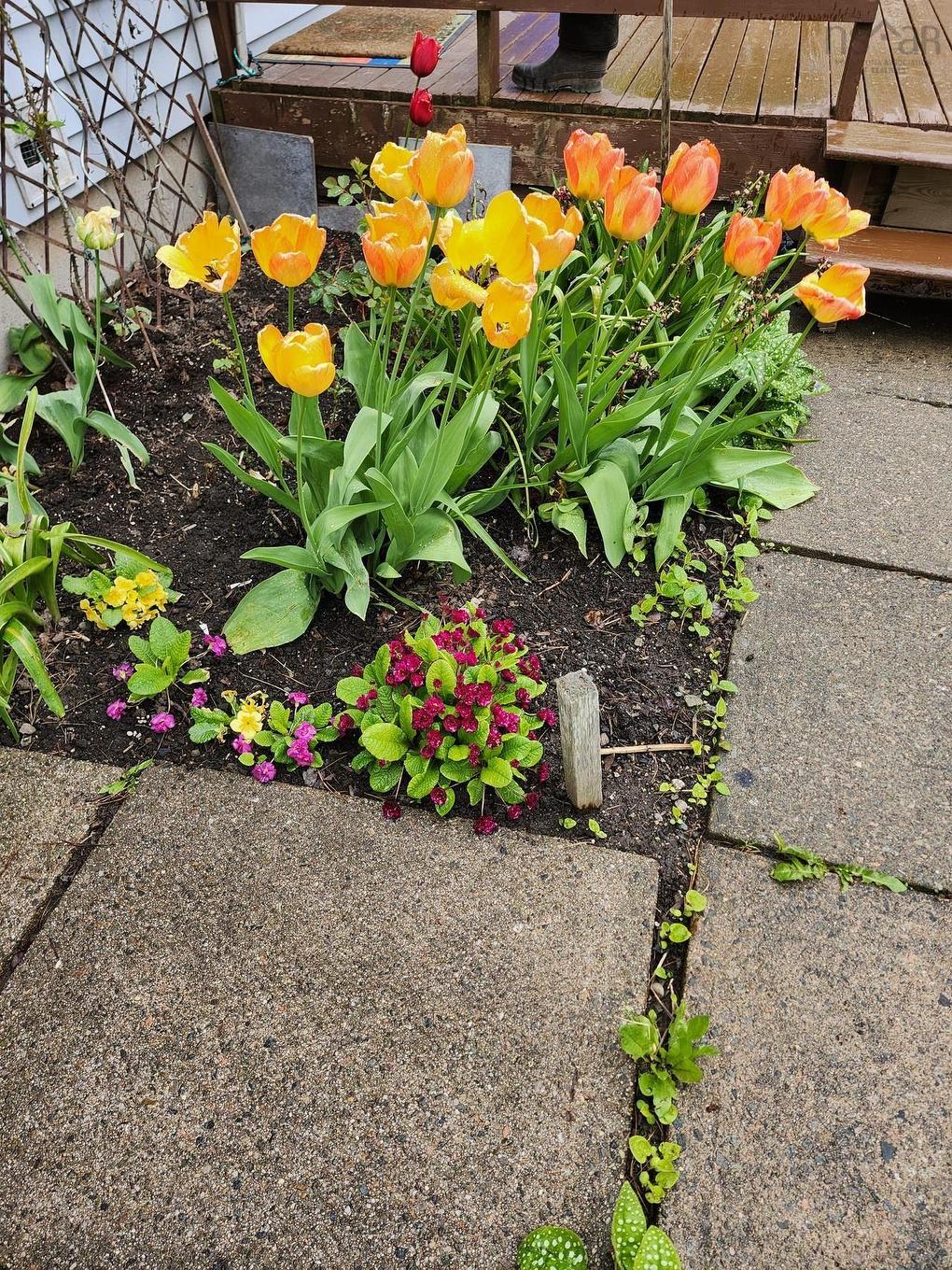 22 Macdougall, Antigonish, NS