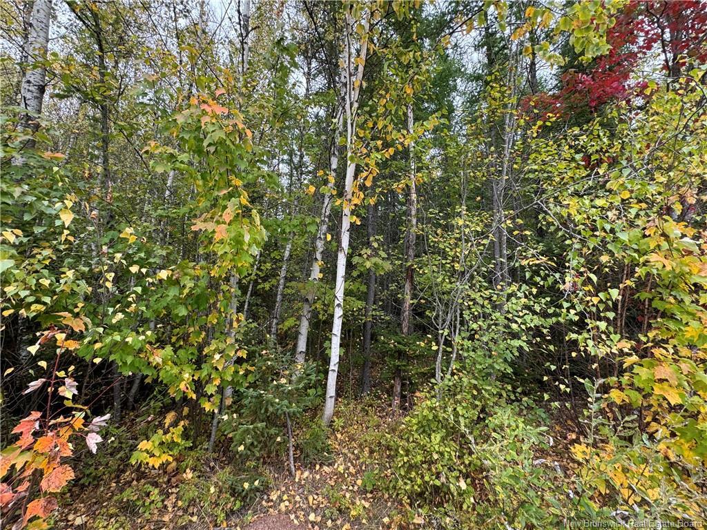 - Blueberry Lane, Codys, NB