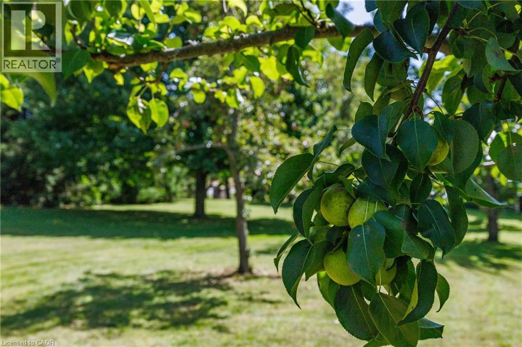fruit trees - 1285 Cockshutt Road, Simcoe, ON - Outdoor