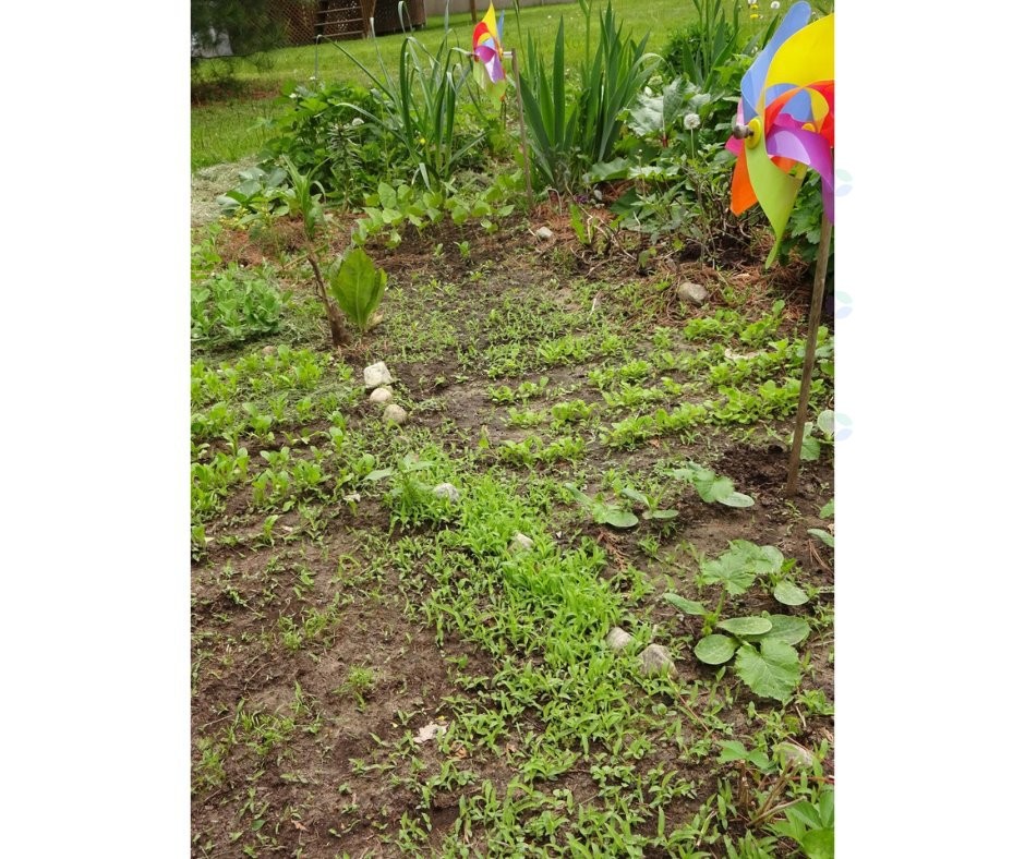 Garden - 310 Rue Mary, Lachute, QC - Outdoor