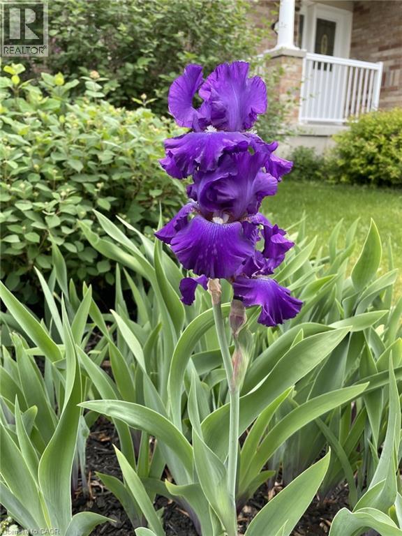 Exterior view - 126 Snowdrop Crescent, Kitchener, ON - Outdoor With Deck Patio Veranda