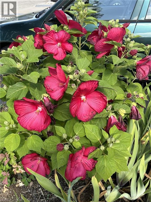 Exterior view - 126 Snowdrop Crescent, Kitchener, ON - Outdoor