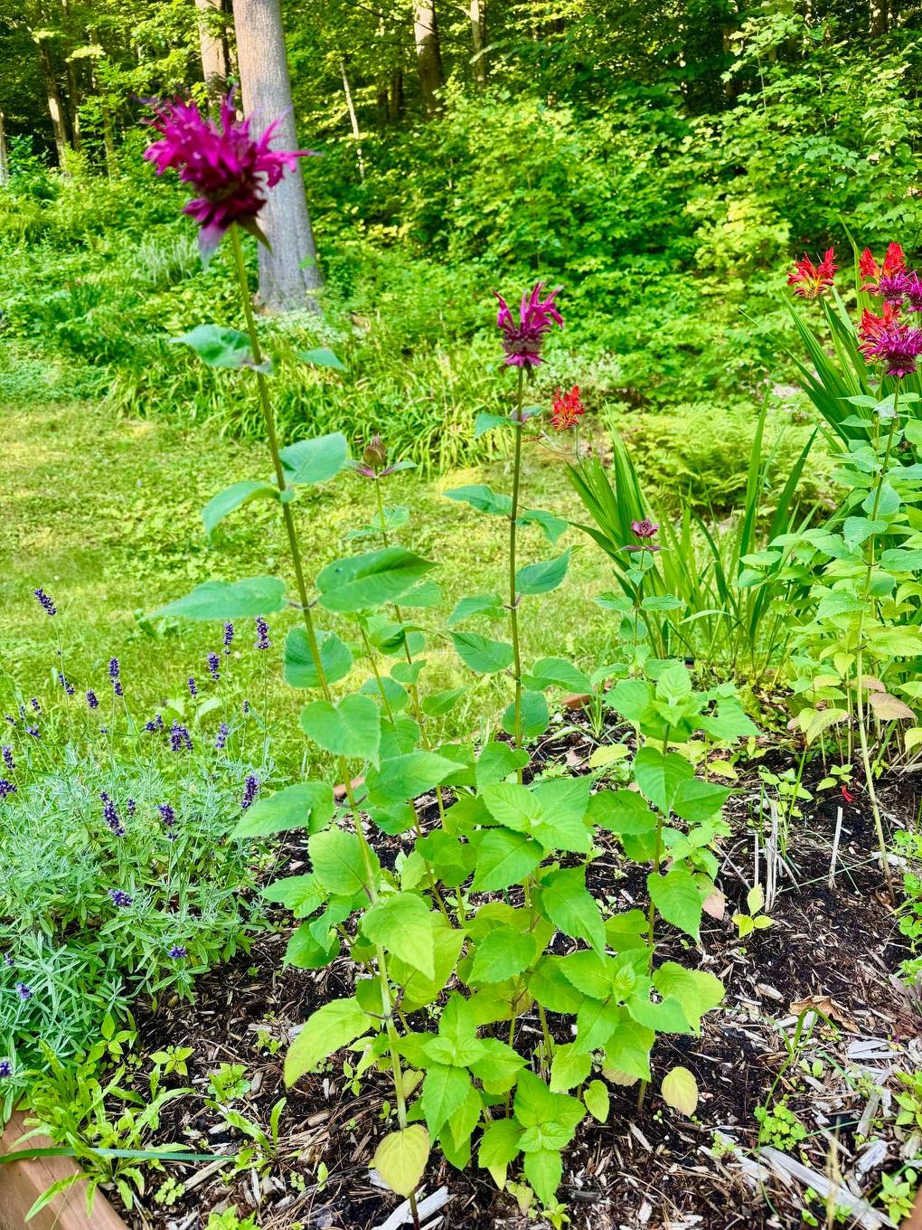 Autre - 114 Ch. Du Mont-Shefford, Shefford, QC - Outdoor