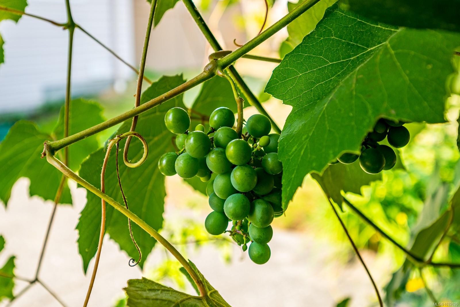 1952 Marten Ave, Comox, BC