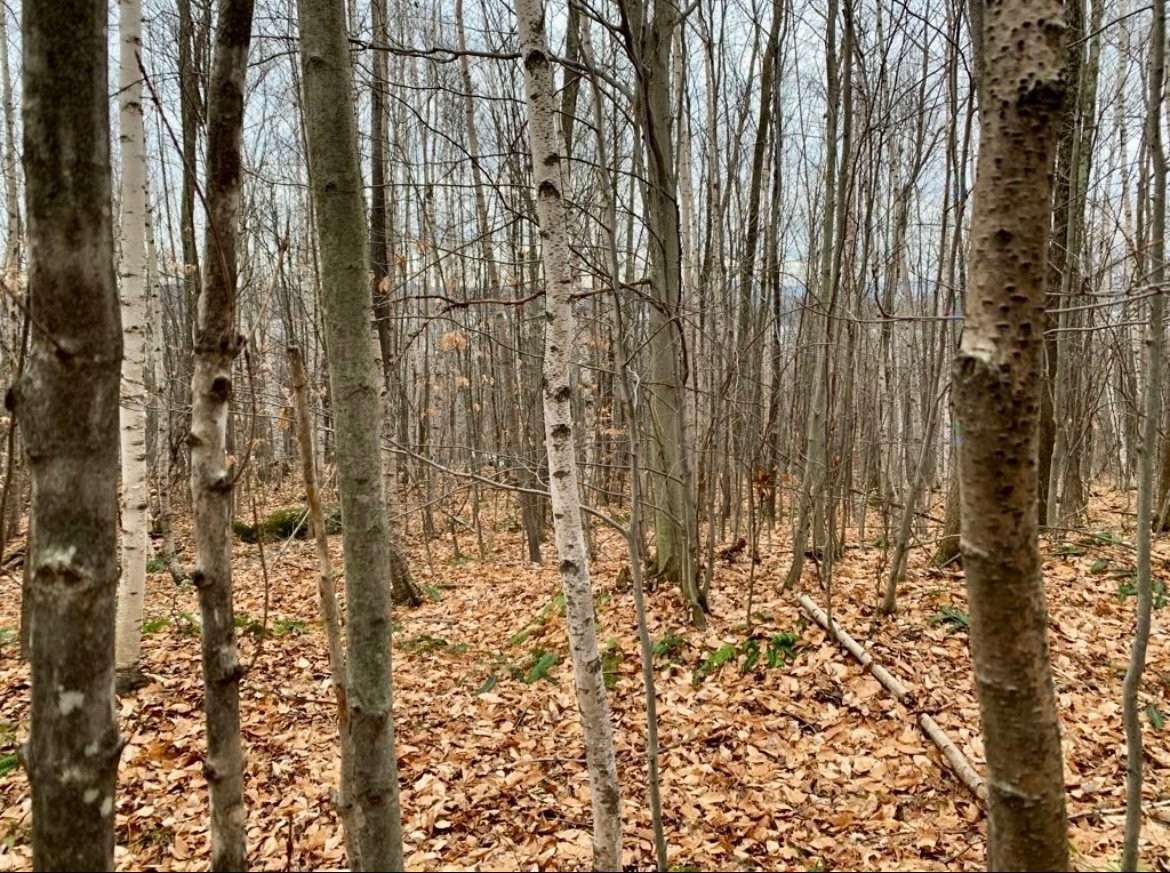 Terre/Terrain - Ch. Des Merles, Potton, QC