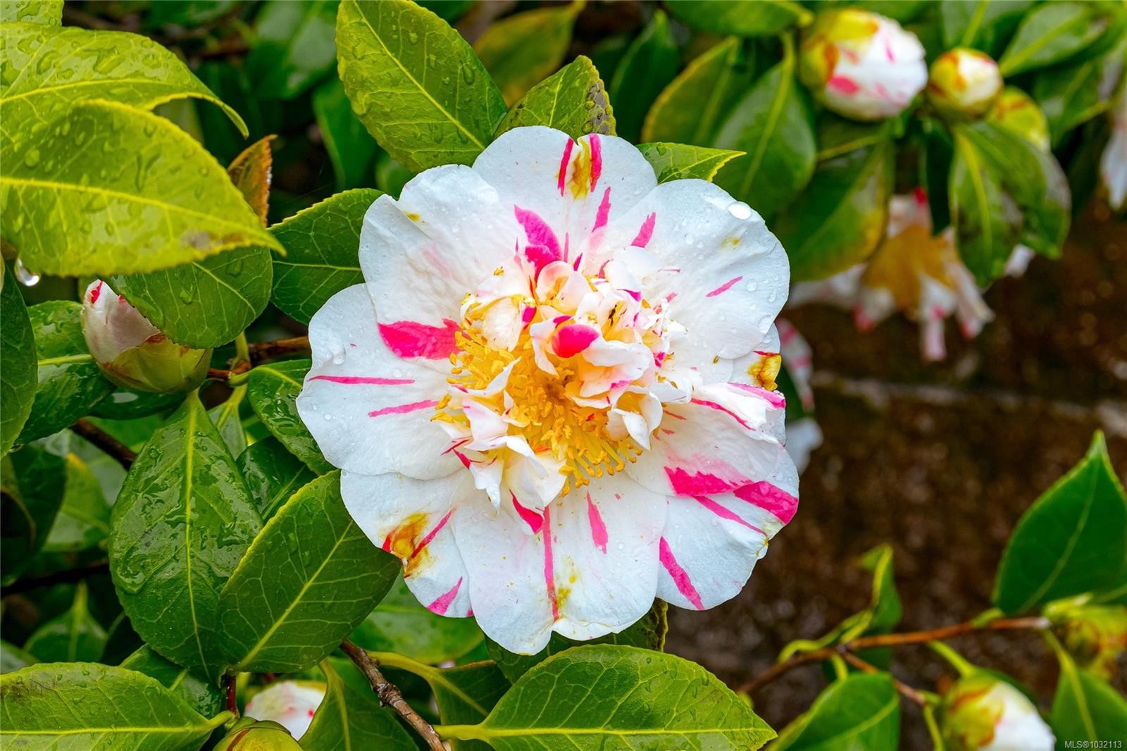 8008 Glenhurst Dr North, Crofton, BC