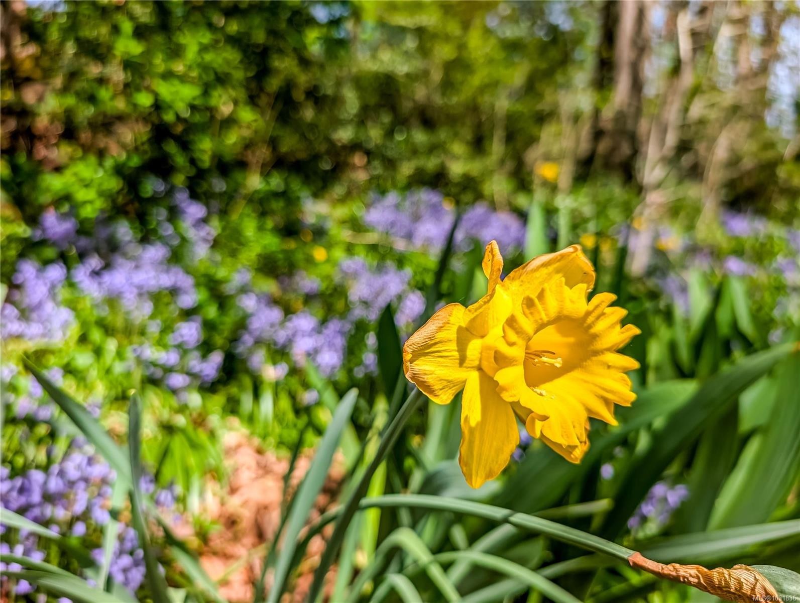 255 White Rd, Duncan, BC