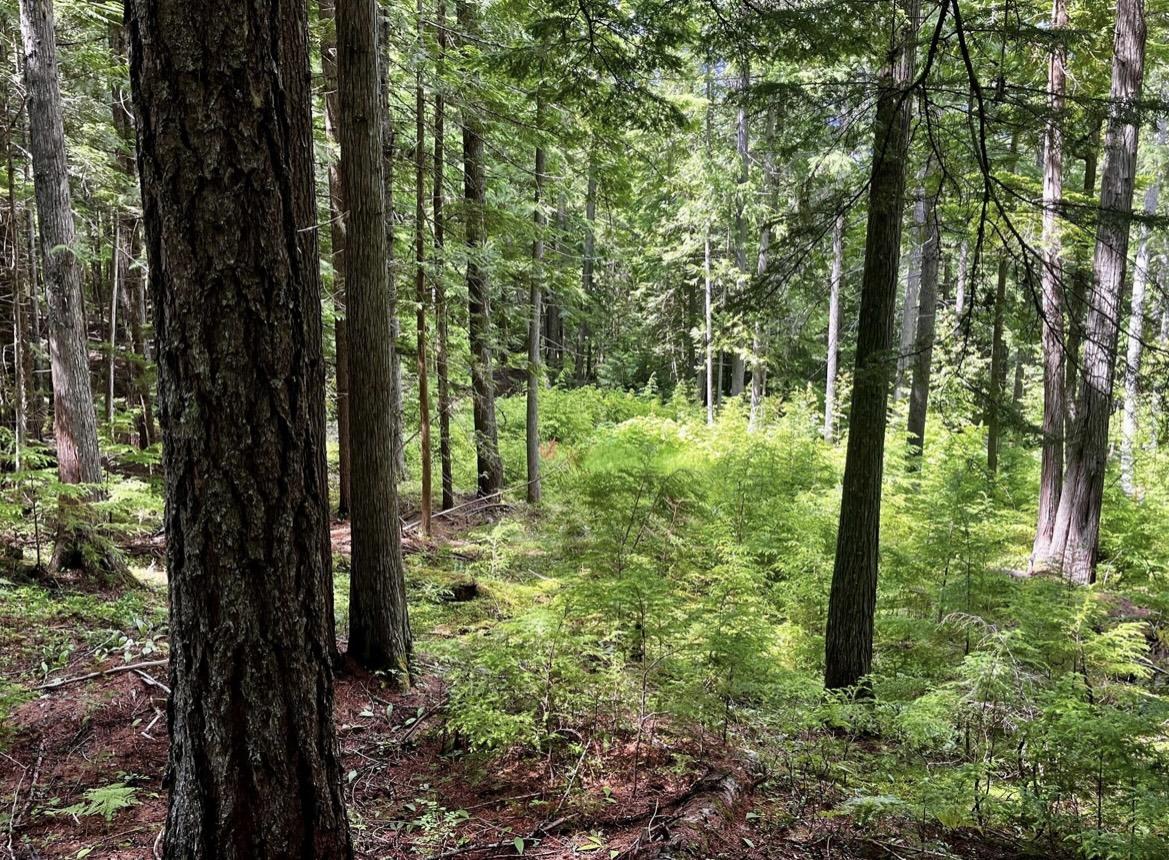 Lot 2 Red Mountain Road, Silverton, BC