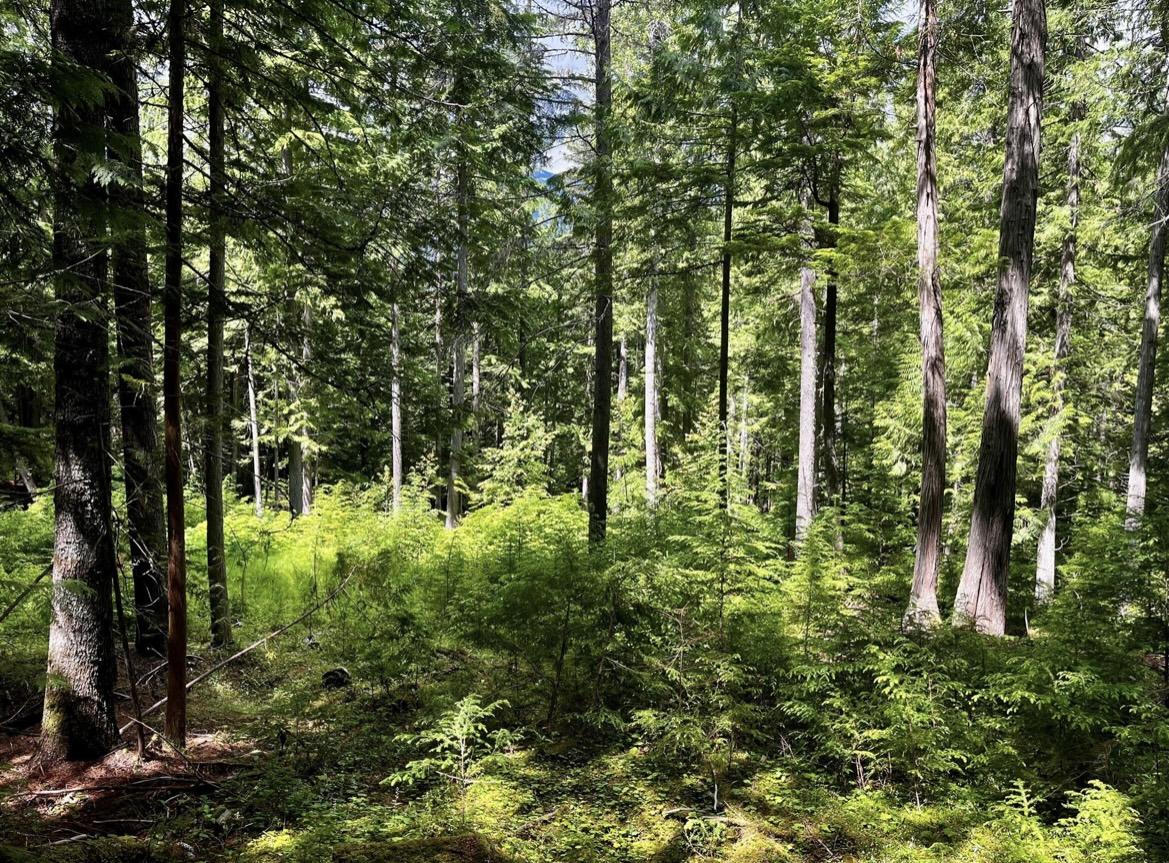 Lot 2 Red Mountain Road, Silverton, BC
