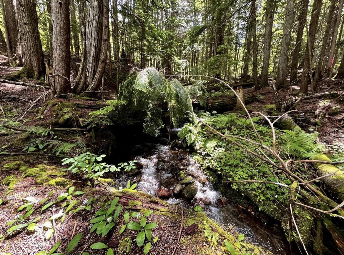 Lot 2 Red Mountain Road, Silverton, BC