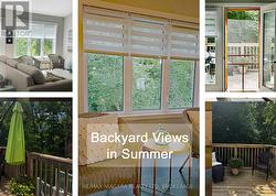 Backyard Views in Summer -