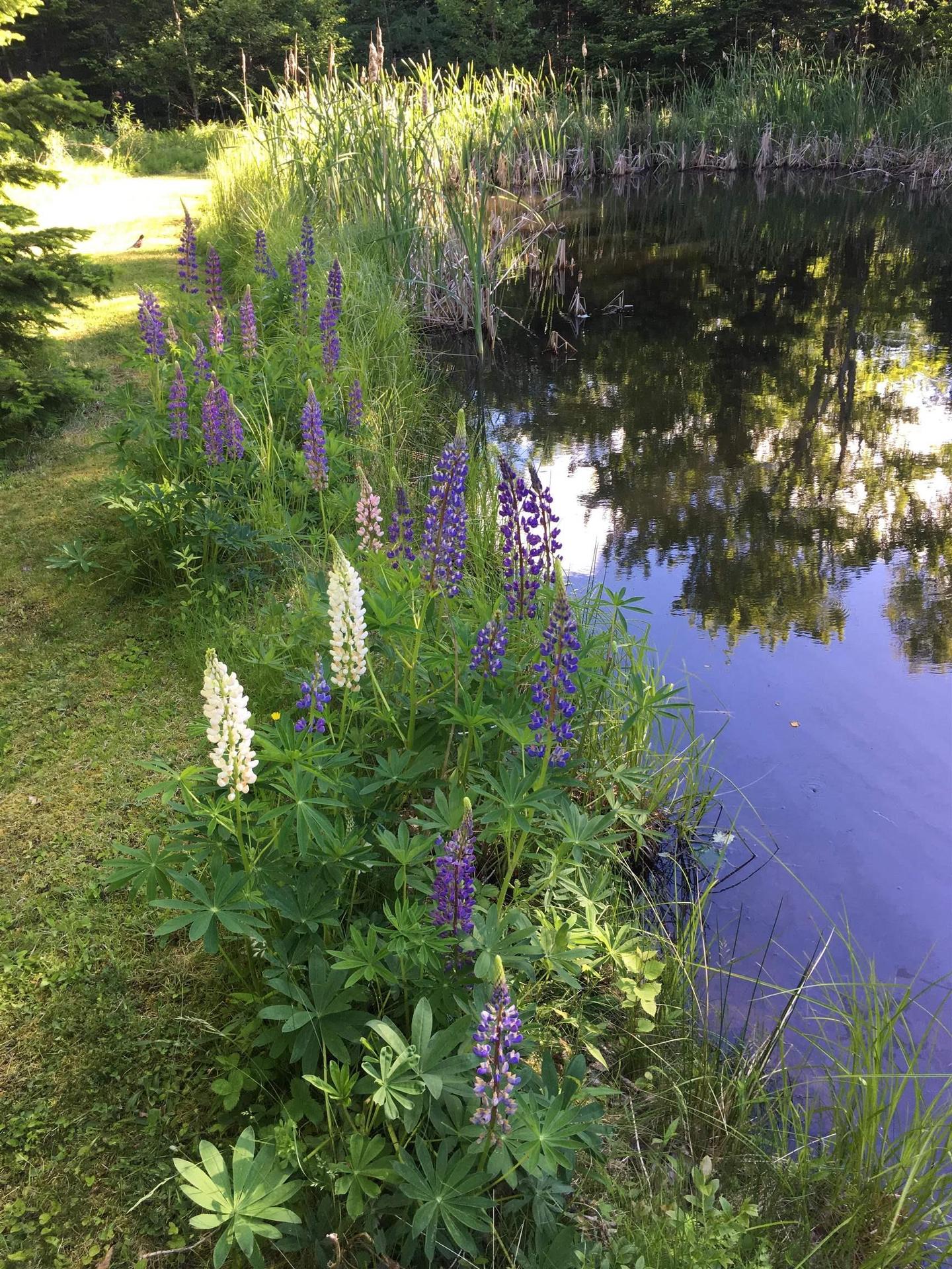 156 Widow Point Loop, West Bay Marshes, NS