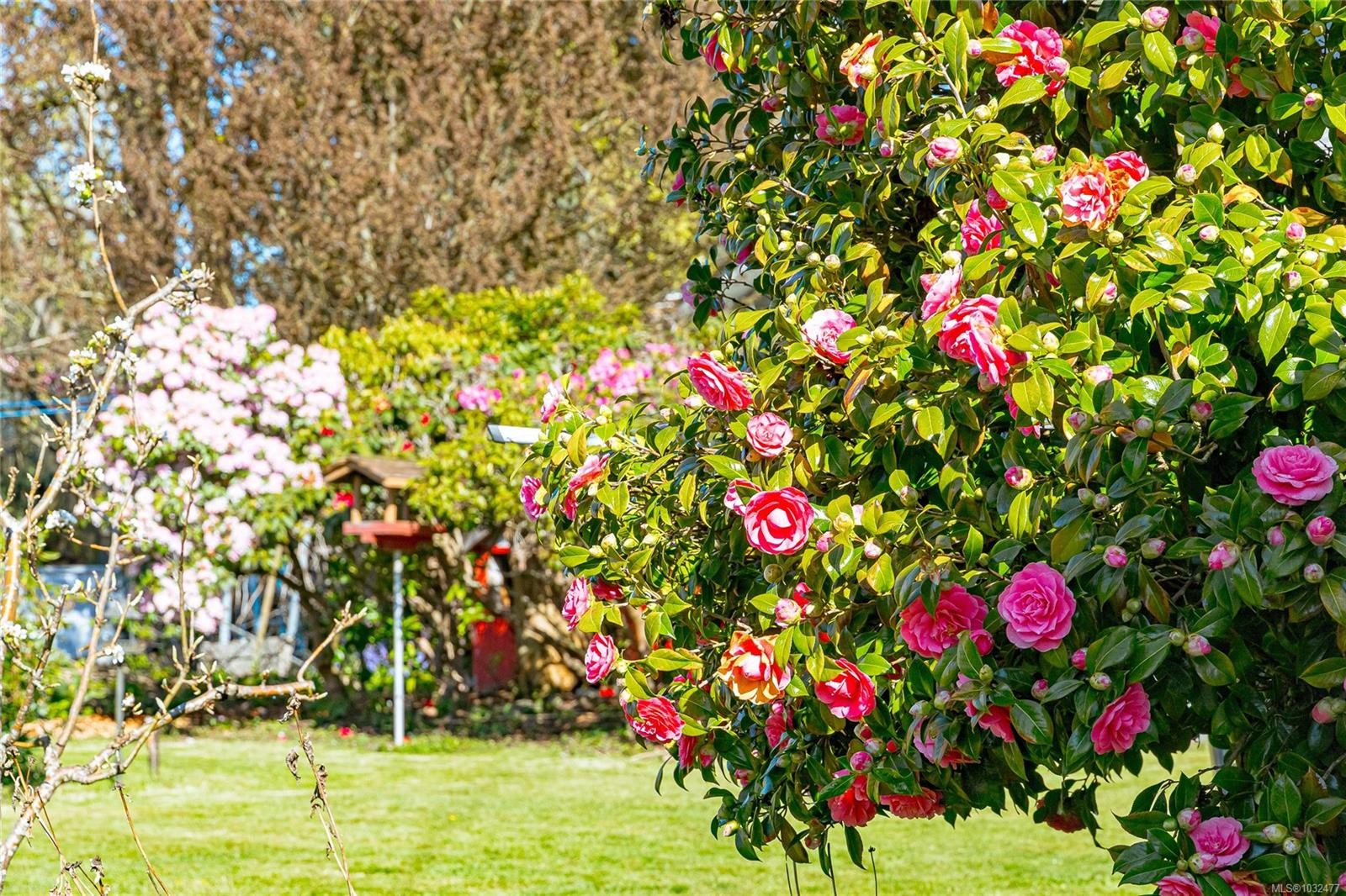 377 Campbell St, Duncan, BC