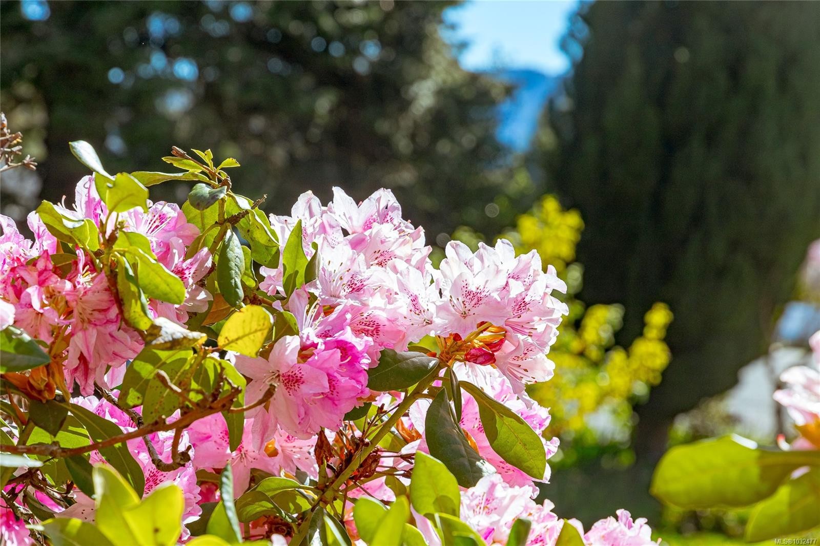 377 Campbell St, Duncan, BC