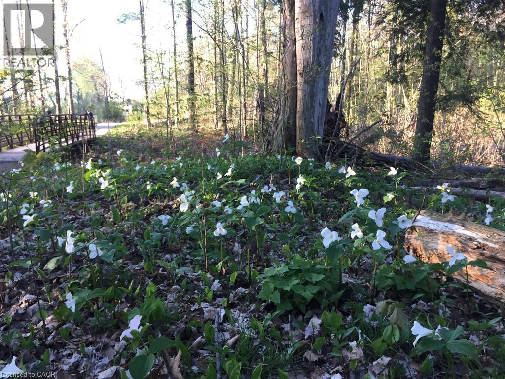 Trilliums in Spring. - 7 Kilkerran Crescent, Kitchener, ON - Outdoor