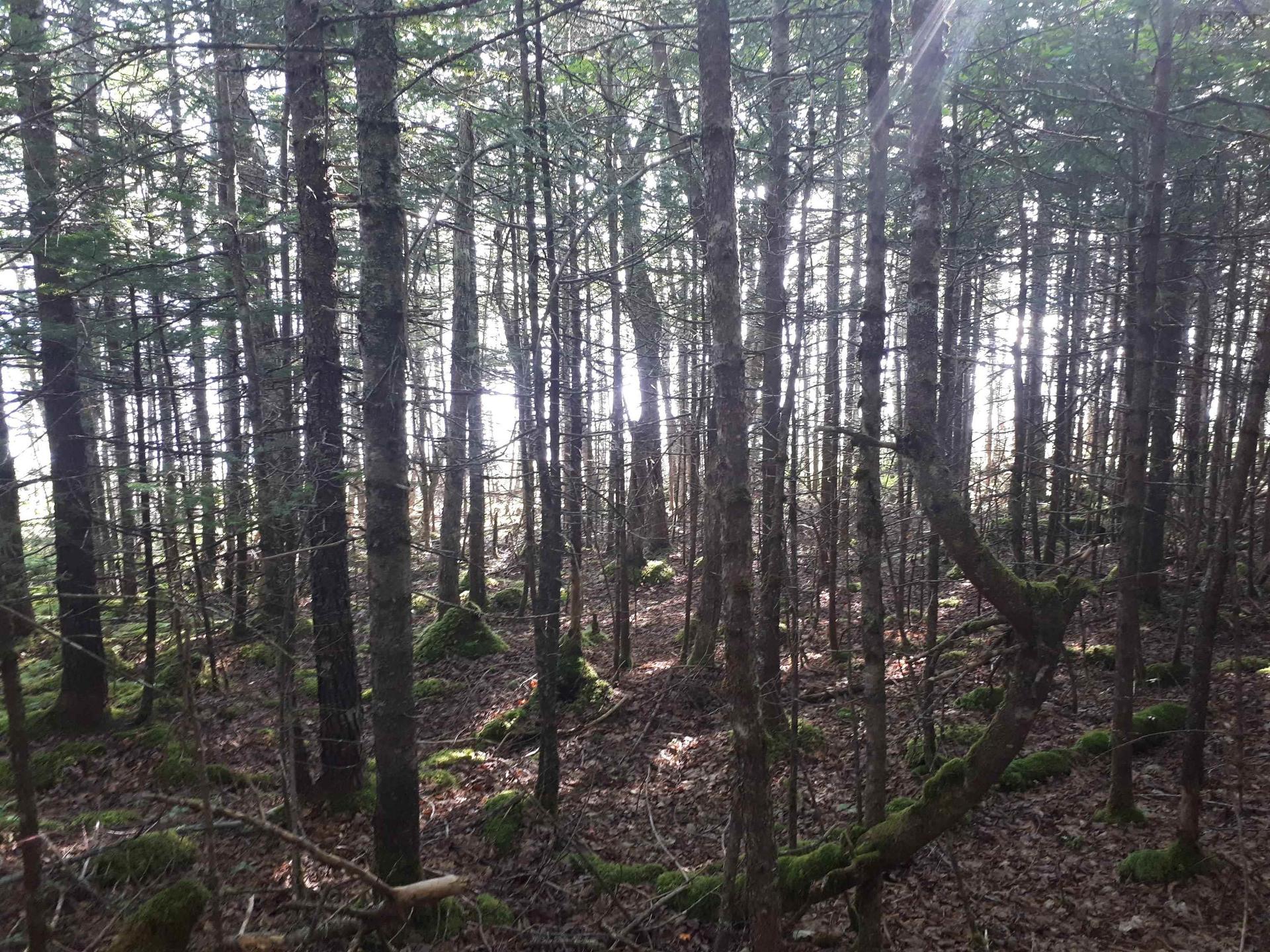 Lot 1A-79 Maple Dr, Cape George Estates, NS