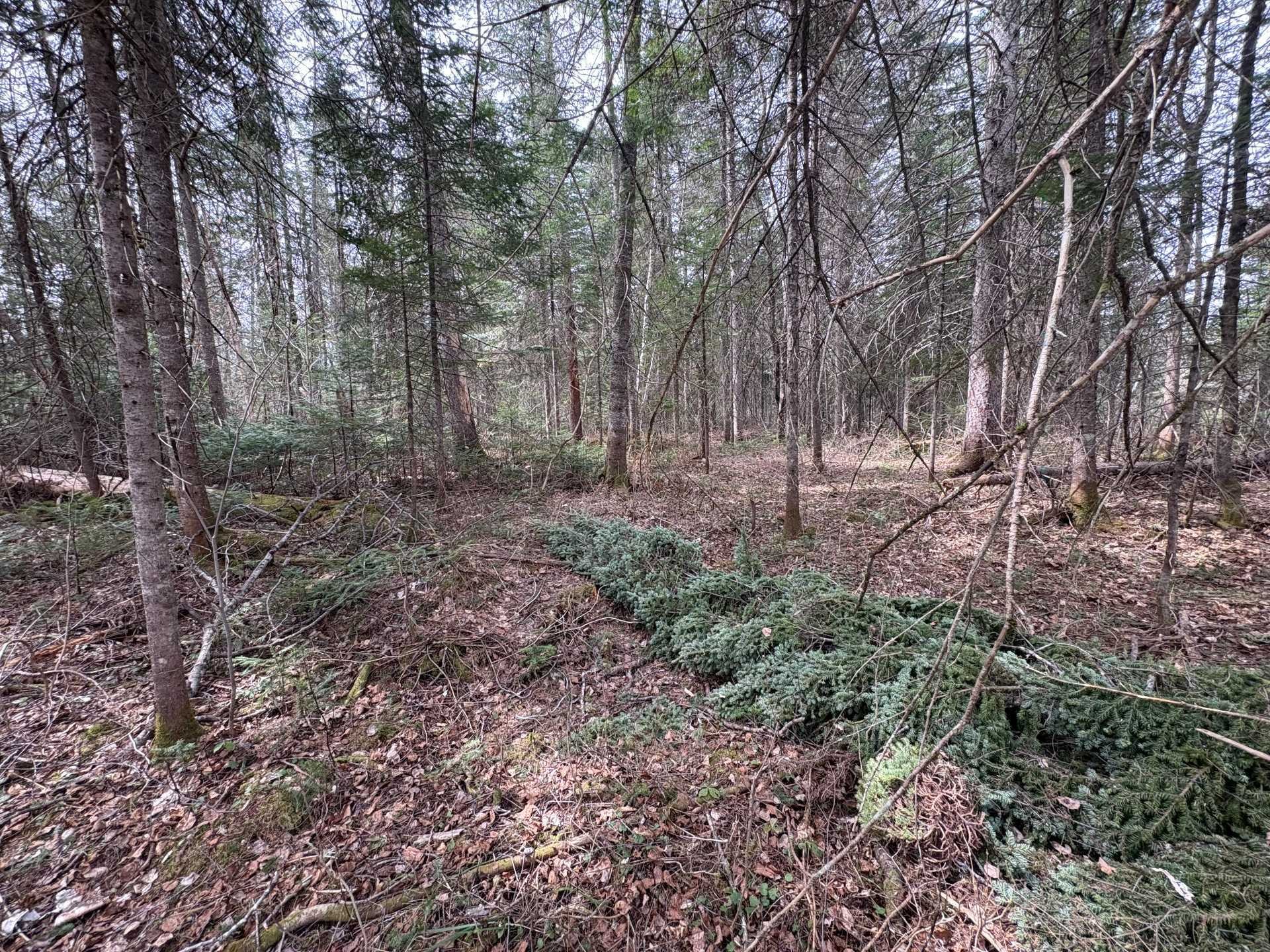 Terre/Terrain - Rue Des Pins, Saint-Alphonse-Rodriguez, QC