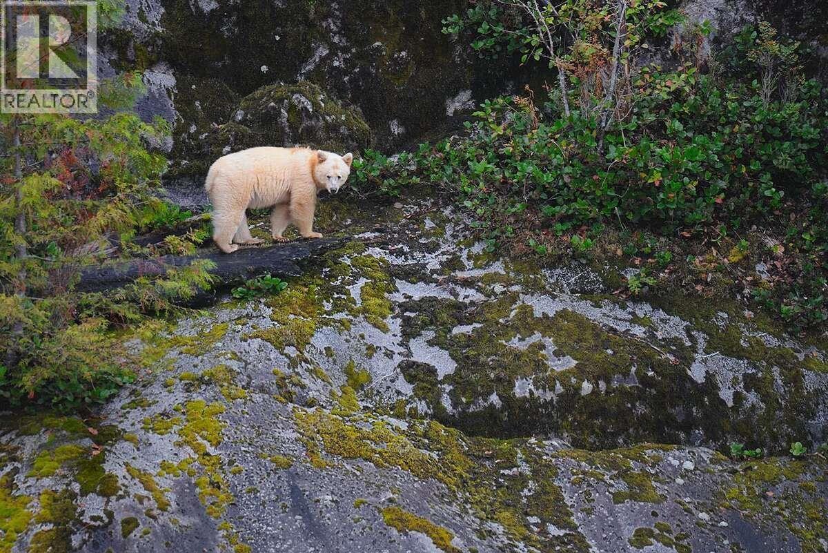 Lot 15 Kimsquit, Bella Coola, BC