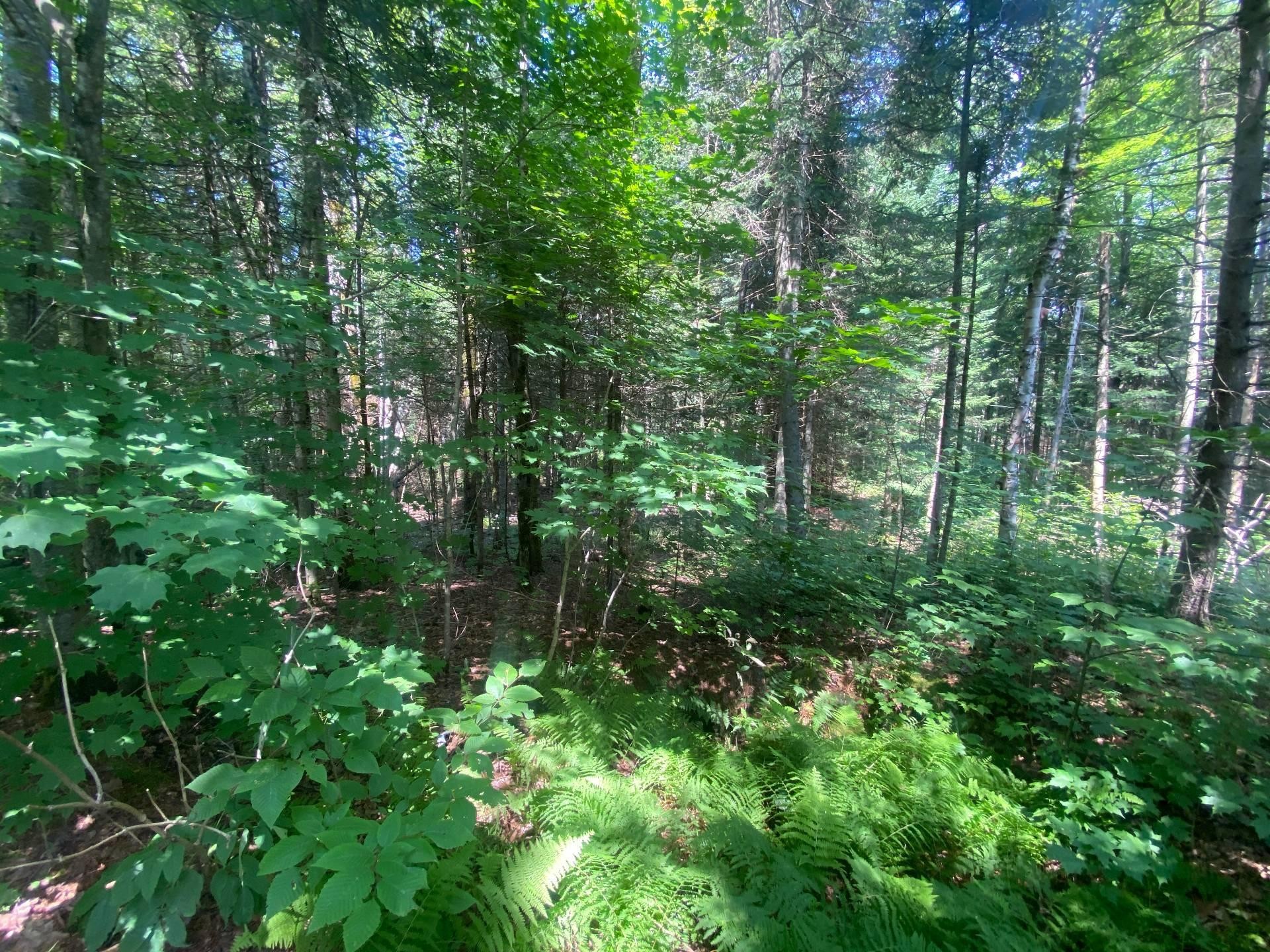 Terre/Terrain - Ch. De La Sauvagine, Mont-Blanc, QC