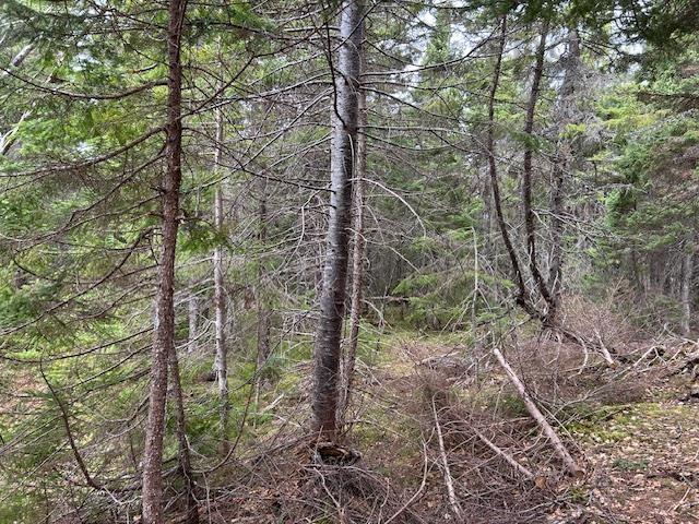 Cabot Trail, Indian Brook, NS