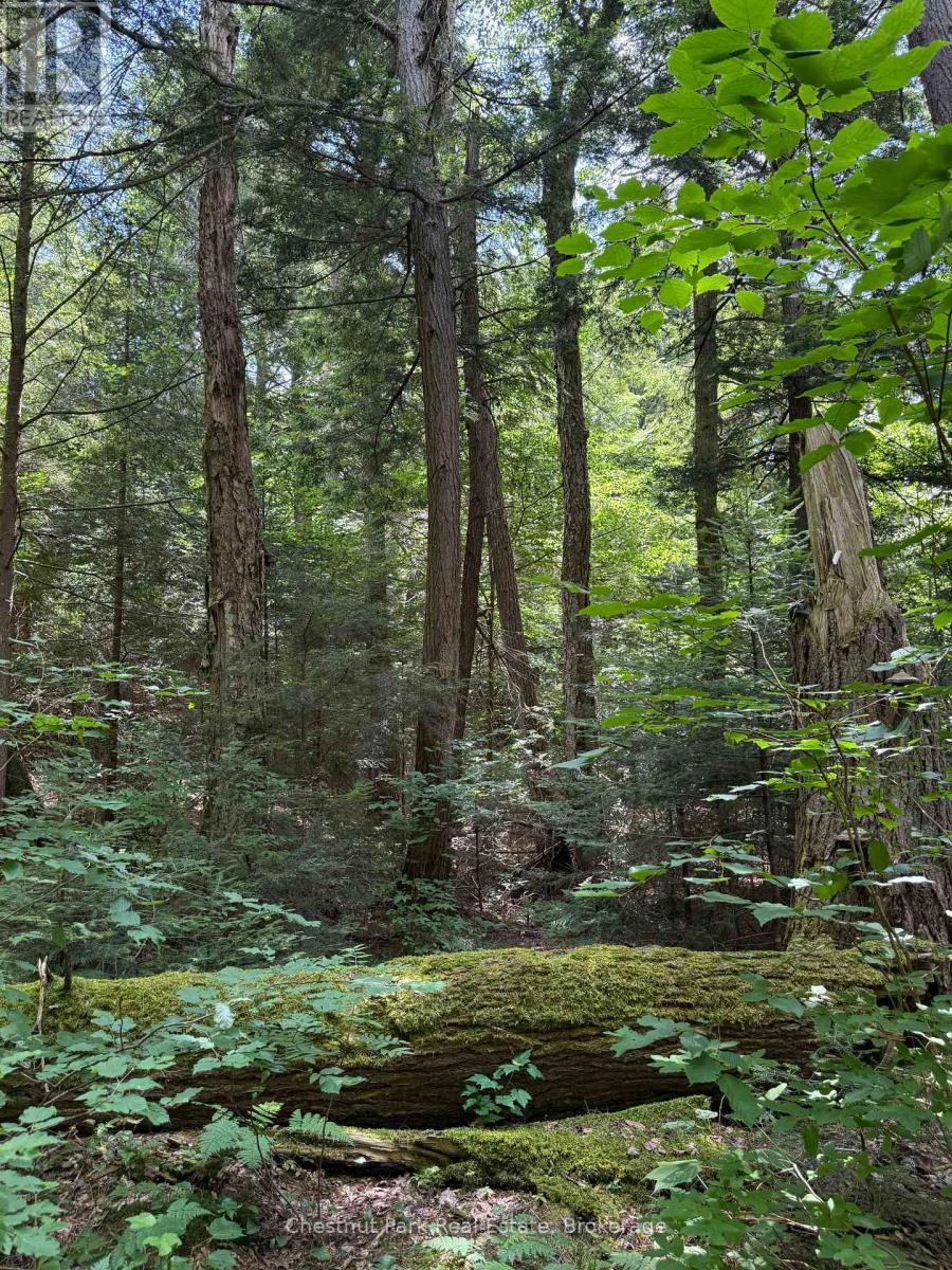 Towering hemlocks, plenty of space to roam/add on - Apl1136E - 19 Cache Lake, South Algonquin, ON - Outdoor With View
