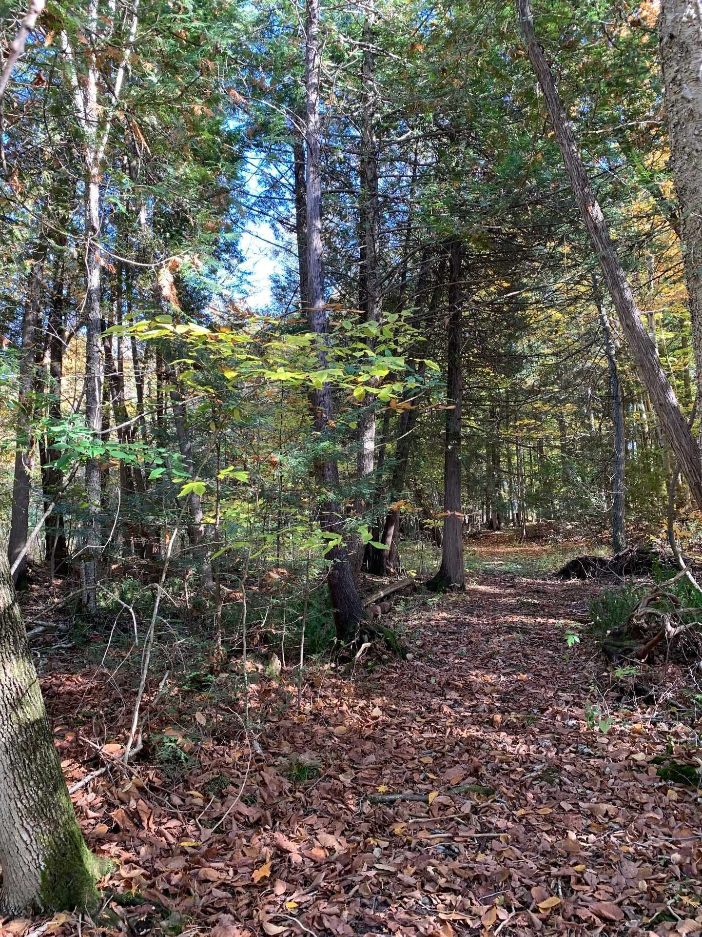 Lot - Rue Des Cèdres, Bedford - Canton, QC