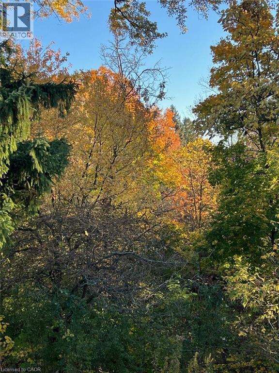 Mature trees showcasing vibrant autumn foliage - 19 Chateau Court, Hamilton, ON - Outdoor With View