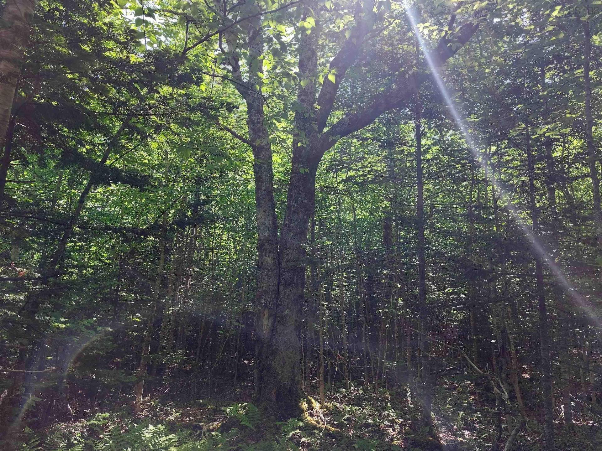 Lot 8 Evanston Rd, Evanston, NS