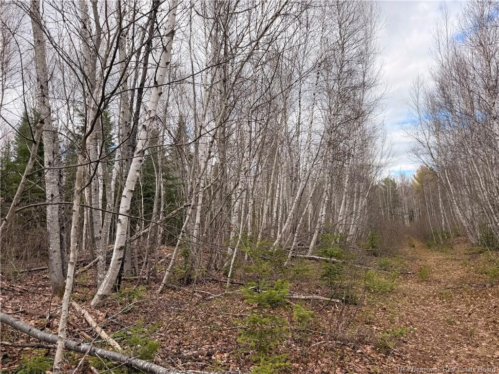 Lots Mclaughlin Road, Pine Ridge, NB