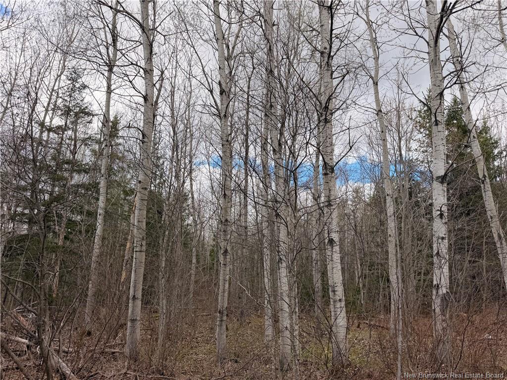 Lots Mclaughlin Road, Pine Ridge, NB