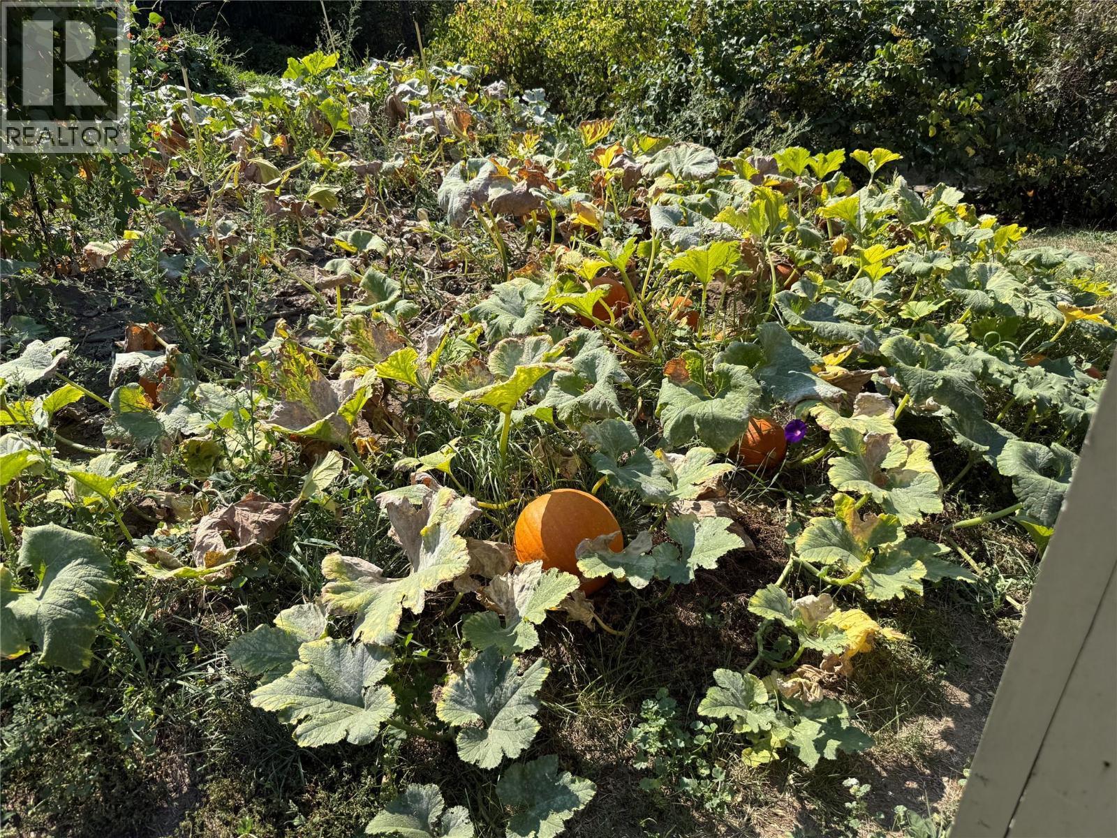 Pumpkin Patch - 1403 Notch Hill Road, Sorrento, BC