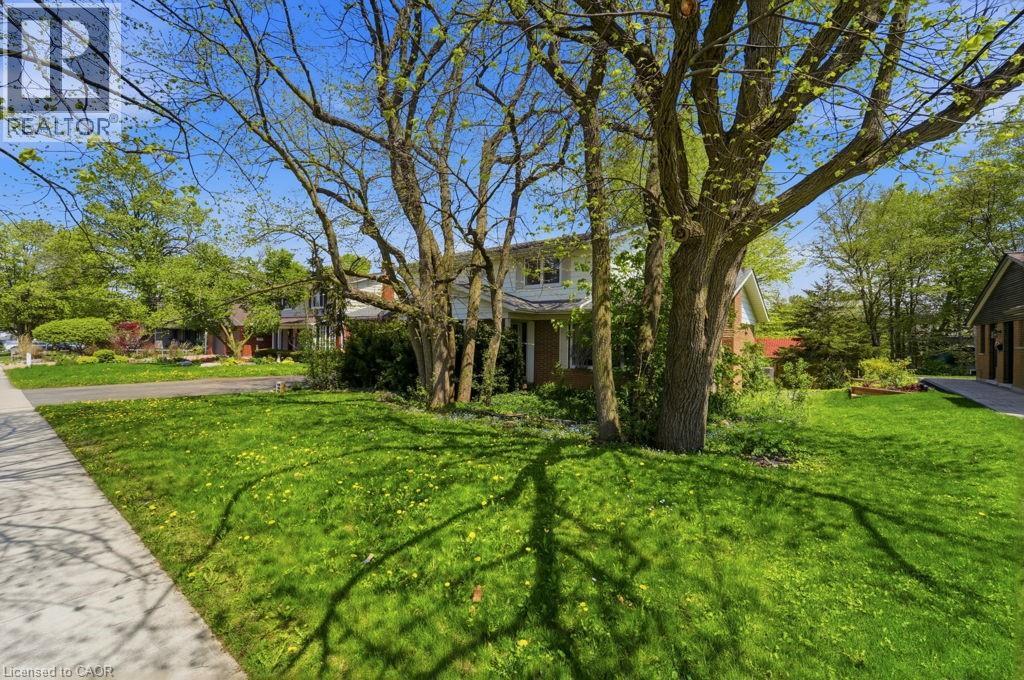 Expansive front yard featuring mature trees, a manicured lawn, and a concrete sidewalk - 46 Birchcliff Avenue, Kitchener, ON - Outdoor
