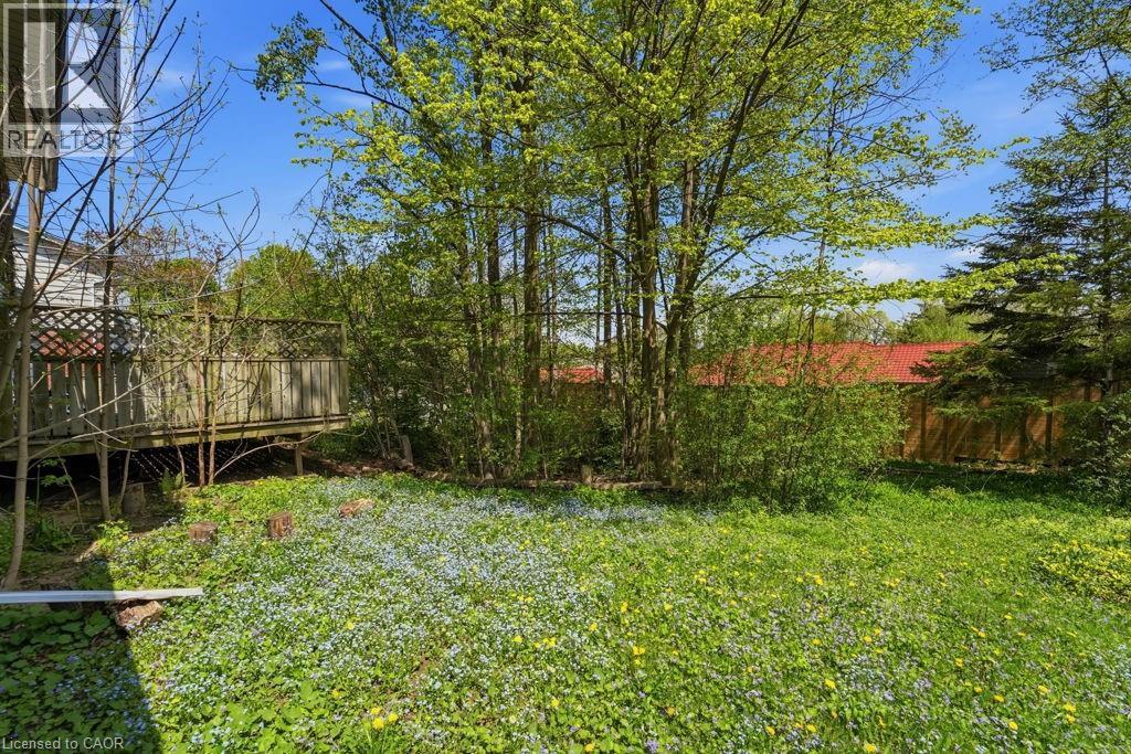 Expansive backyard featuring a lush lawn with small flowering plants, mature trees providing natural privacy, and a raised wood deck with lattice railing - 46 Birchcliff Avenue, Kitchener, ON - Outdoor
