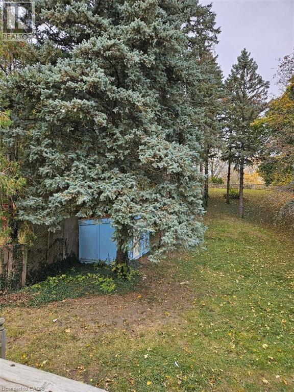 Expansive yard with evergreen trees and a blue storage shed - 1154 Queens Boulevard, Kitchener, ON - Outdoor