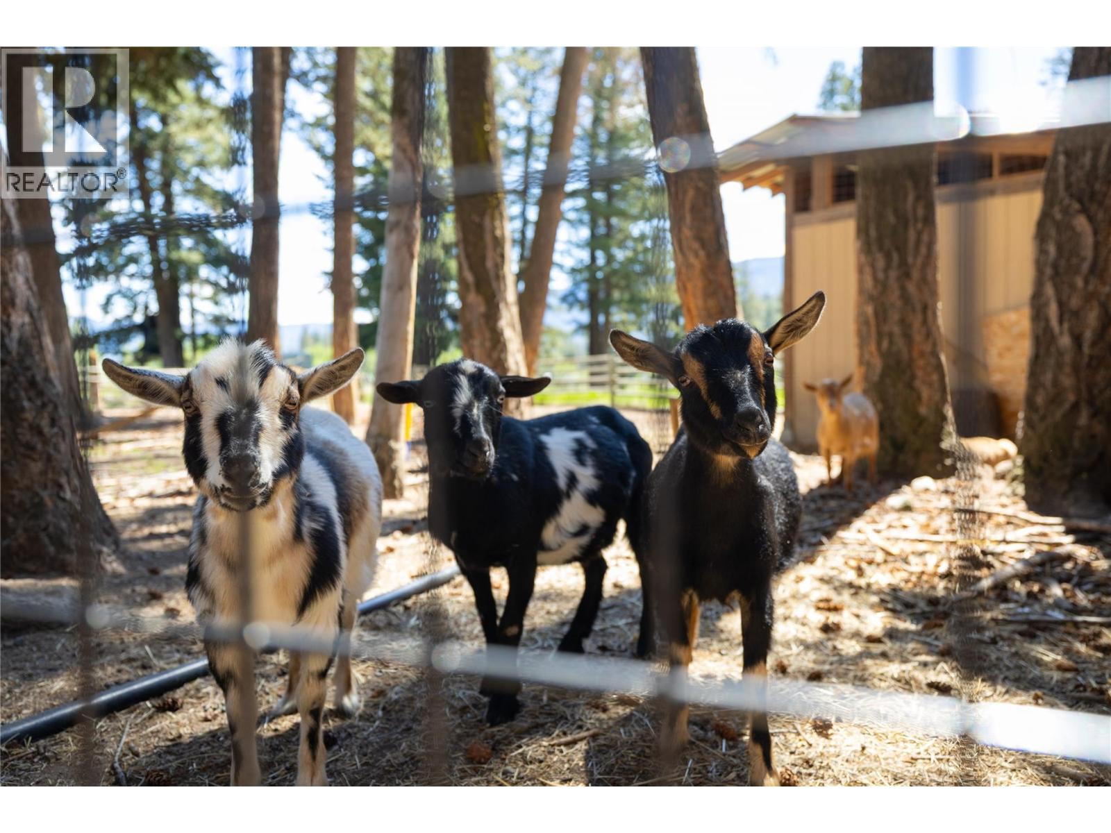Goat pen - 4644 97 Highway, Westwold, BC - Outdoor