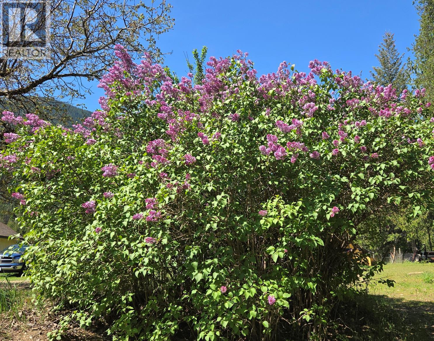 Lilac tree - 3918 Passmore Upper Road, Passmore, BC - Outdoor
