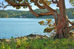 0 Fane Island Pender Island, BC A1A 1A1