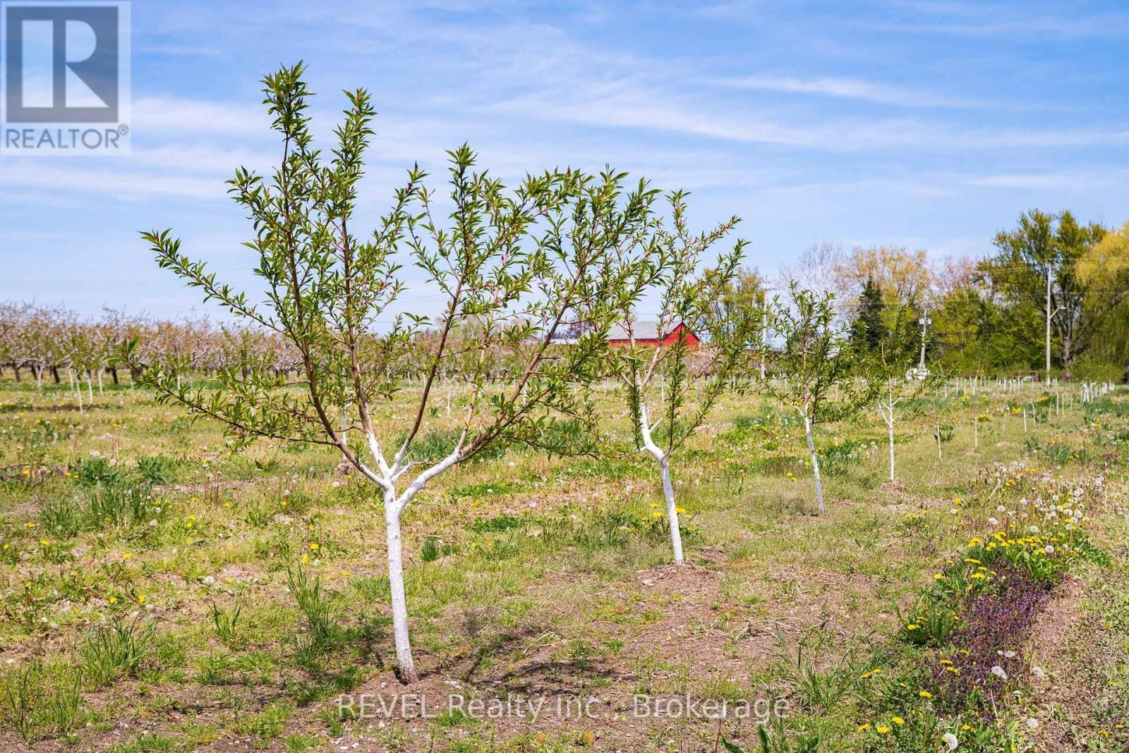 New Plantings to replace older trees. - 160 Read Road, St. Catharines (Port Weller), ON