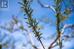 The promise of a good crop -