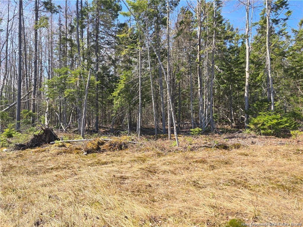 Acreage North Black River Rd, Black River Bridge, NB