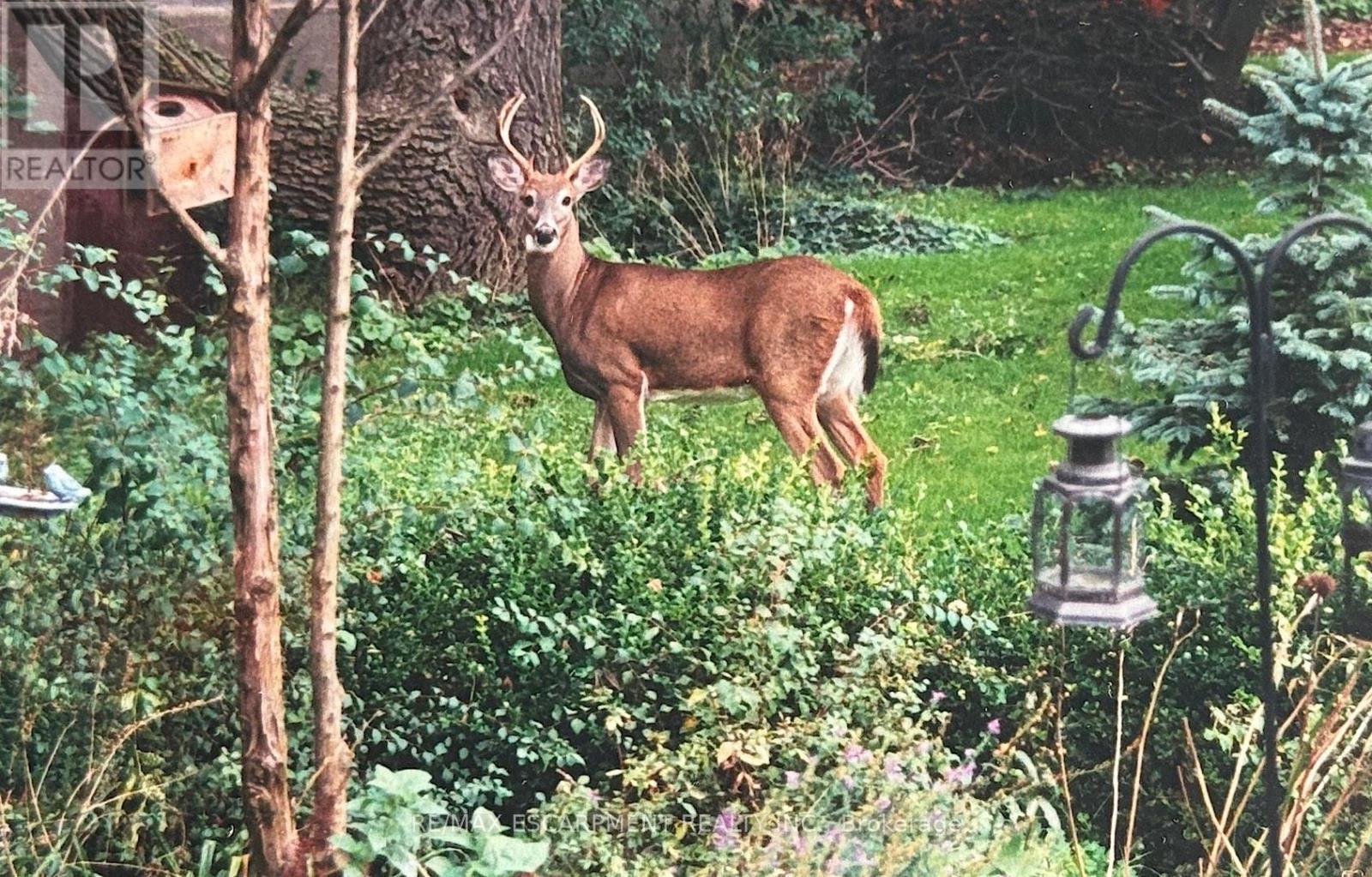 1987 Snake Road, Burlington, ON - Outdoor