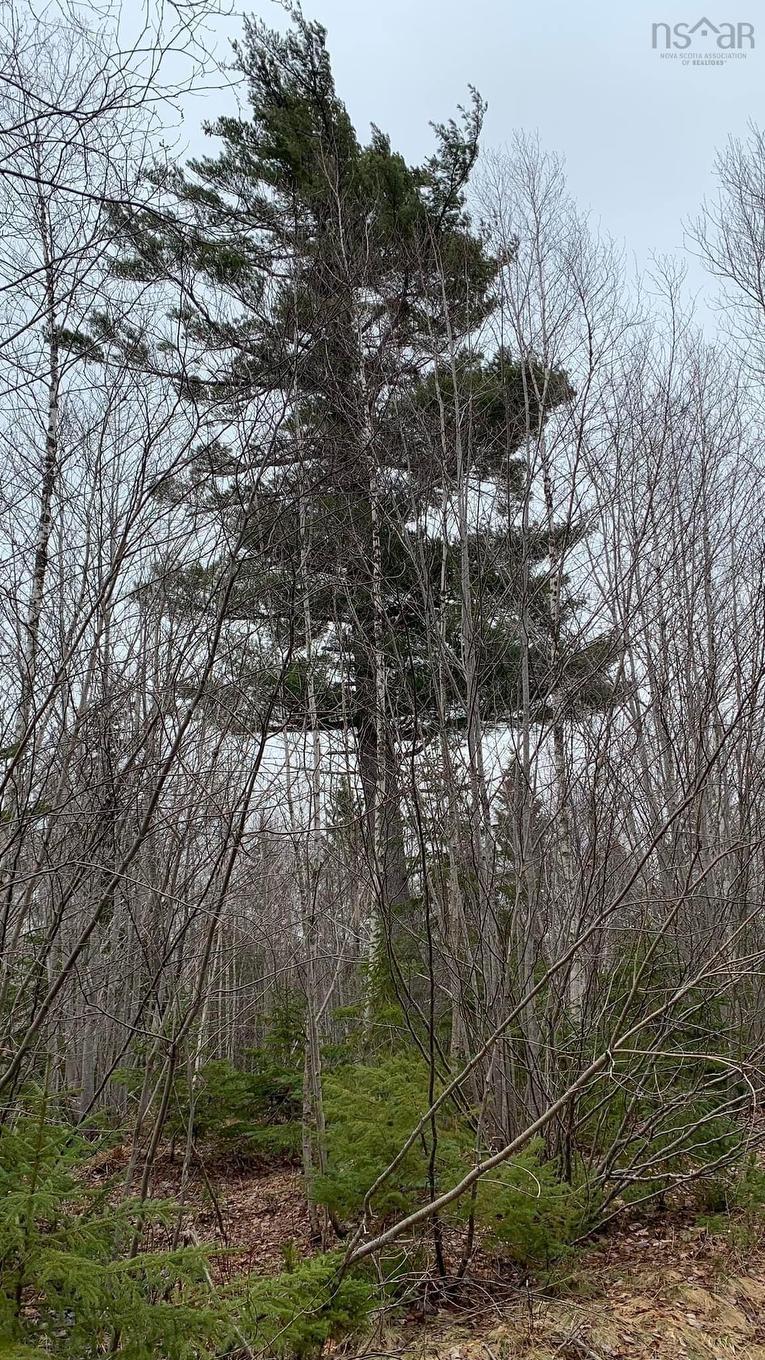 Lot 24-3 Little Harbour Road, Frasers Mountain, NS
