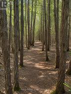 Trail -